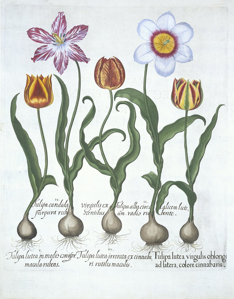Five Tulips, from Hortus Eystettensis by Basil Besler, pub. 1613 by German School