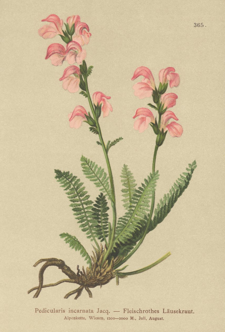 Flesh Pink Lousewort by German School