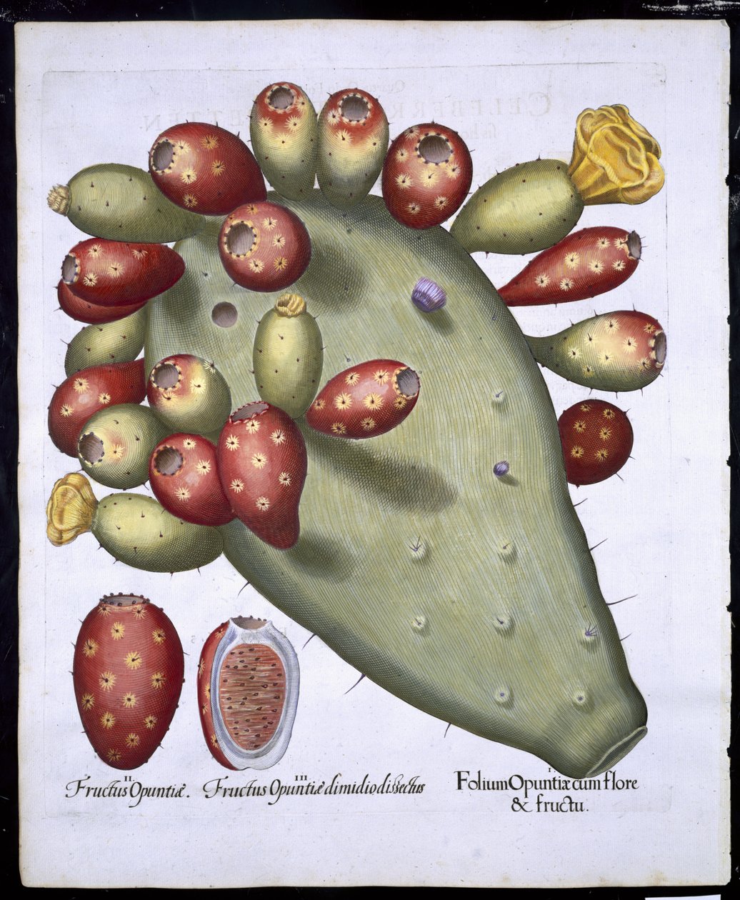Folium Opuntia from Hortus Eystettensis by Basil Besler, pub. 1613 by German School