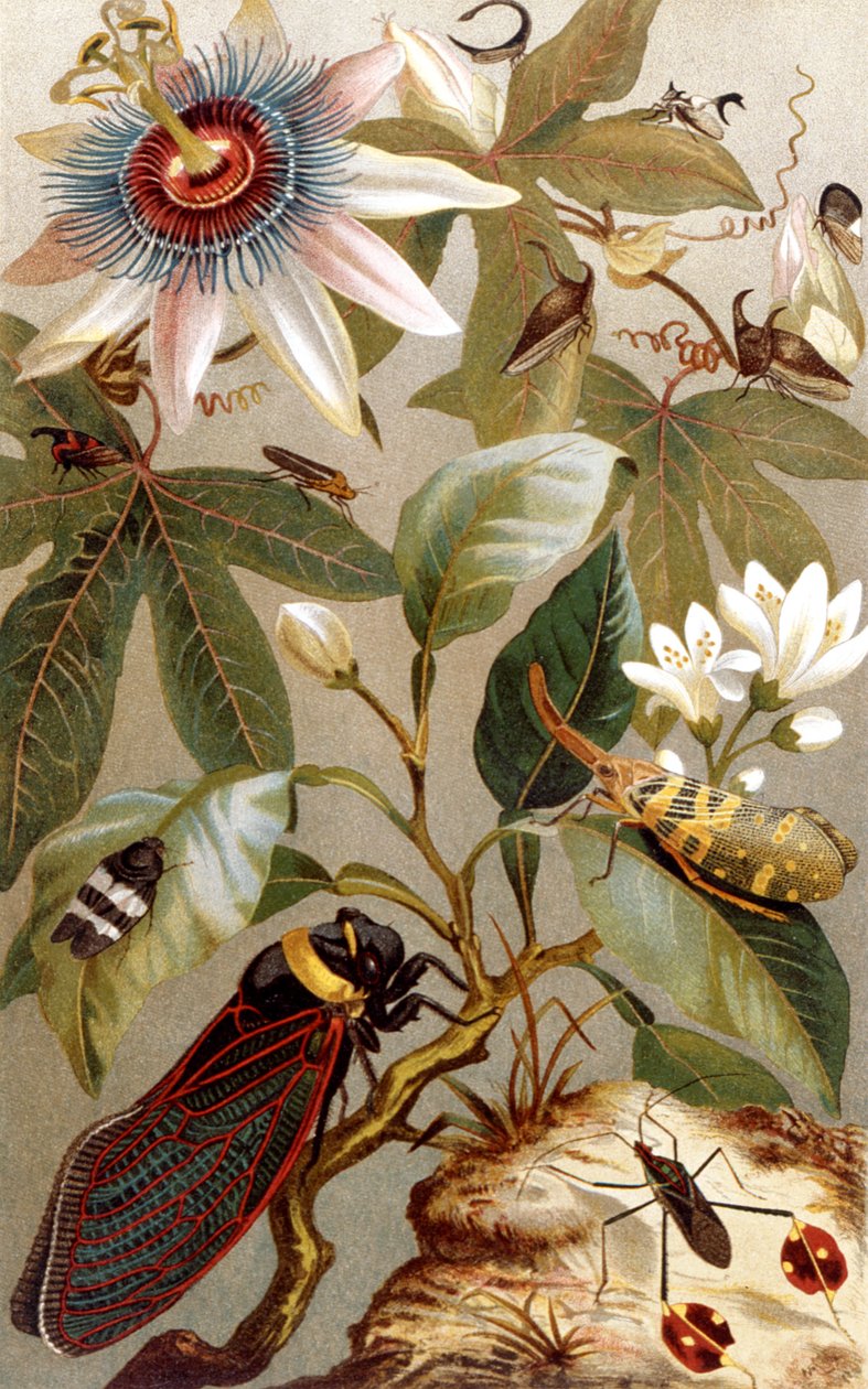 Foreign Cicadas, plate from Brehms Tierleben by German School