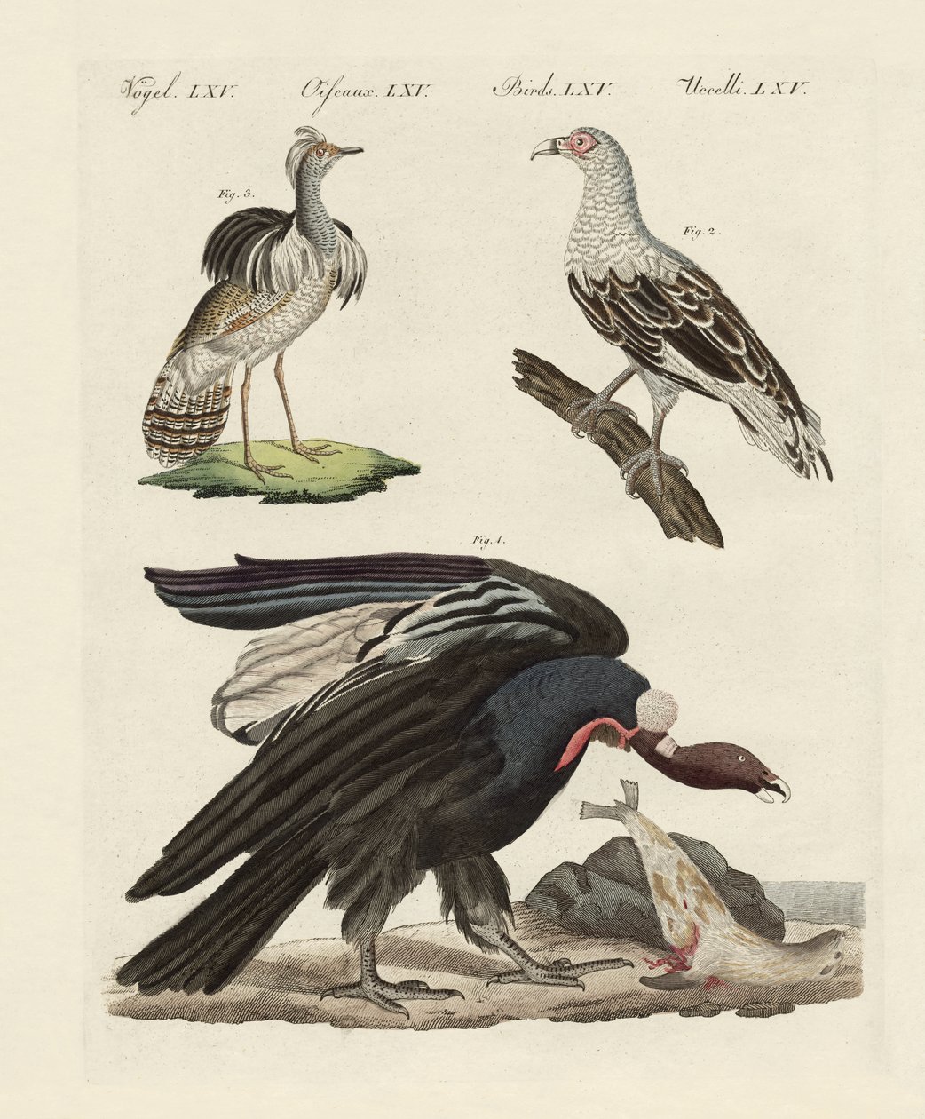 Foreign birds by German School