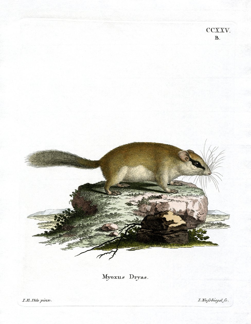 Forest Dormouse by German School
