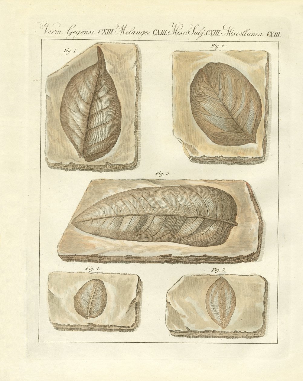Fossilized leaves from primitive times by German School