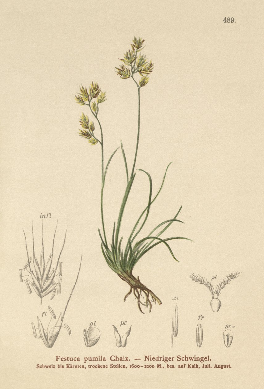 Four Leaved Fescue by German School