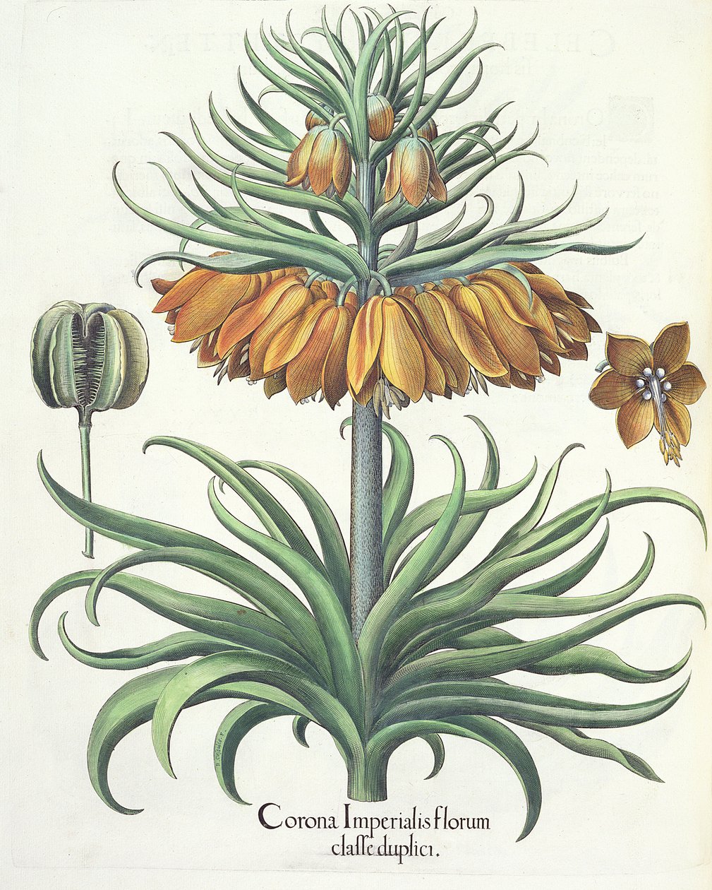 Fritillary, from the Hortus Eystettensis by Basil Besler, pub. 1613 by German School