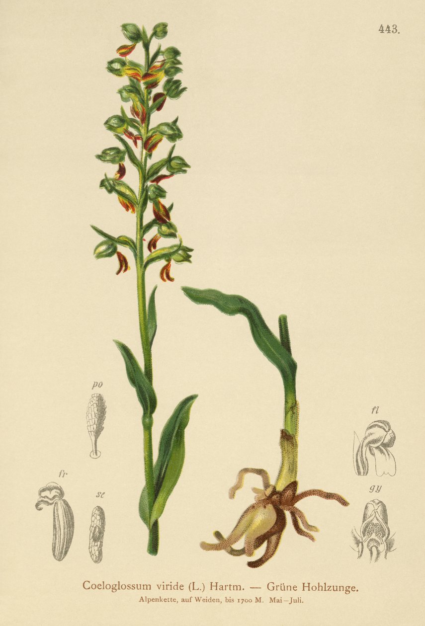 Frog Orchid (Coeloglossum viride)  by German School