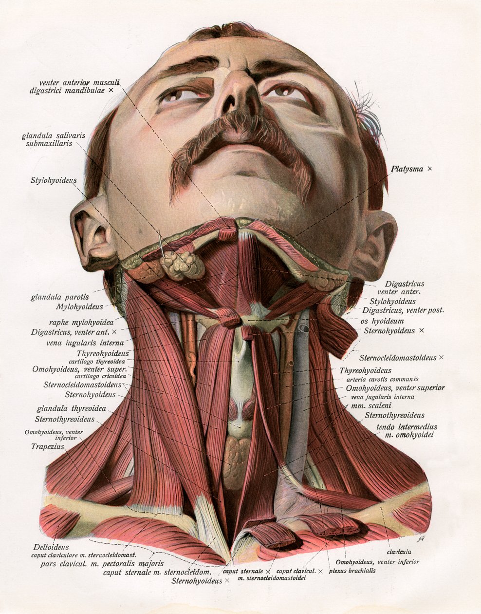 Frontal View of the Muscles and Glands of the Human Neck by German School