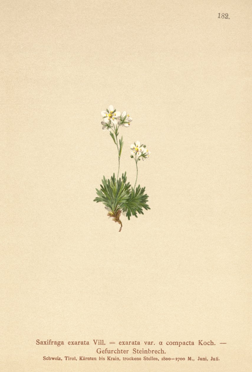 Furrowed Saxifrage by German School