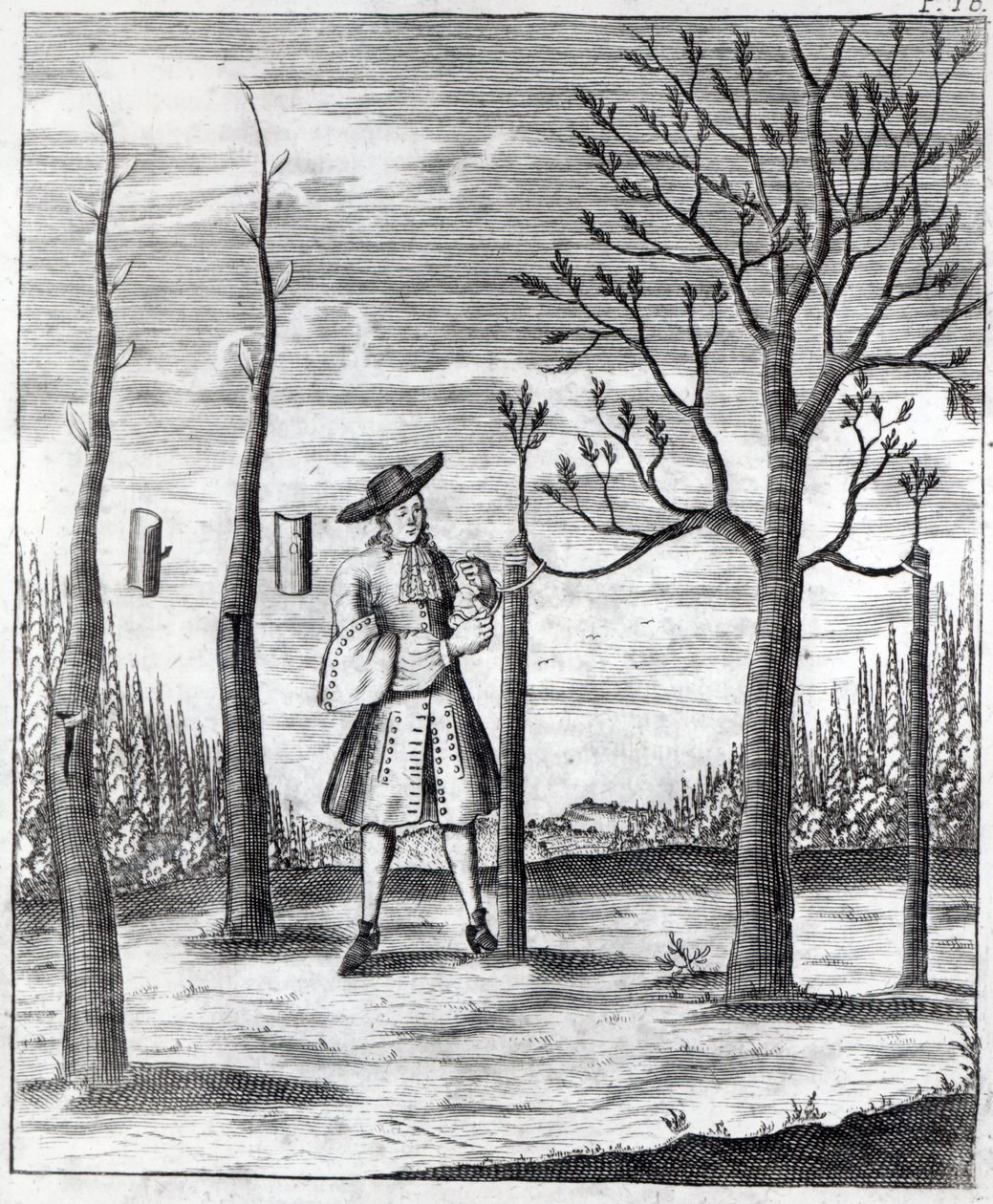 Gardening and Plant Maladies, an Illustration from 