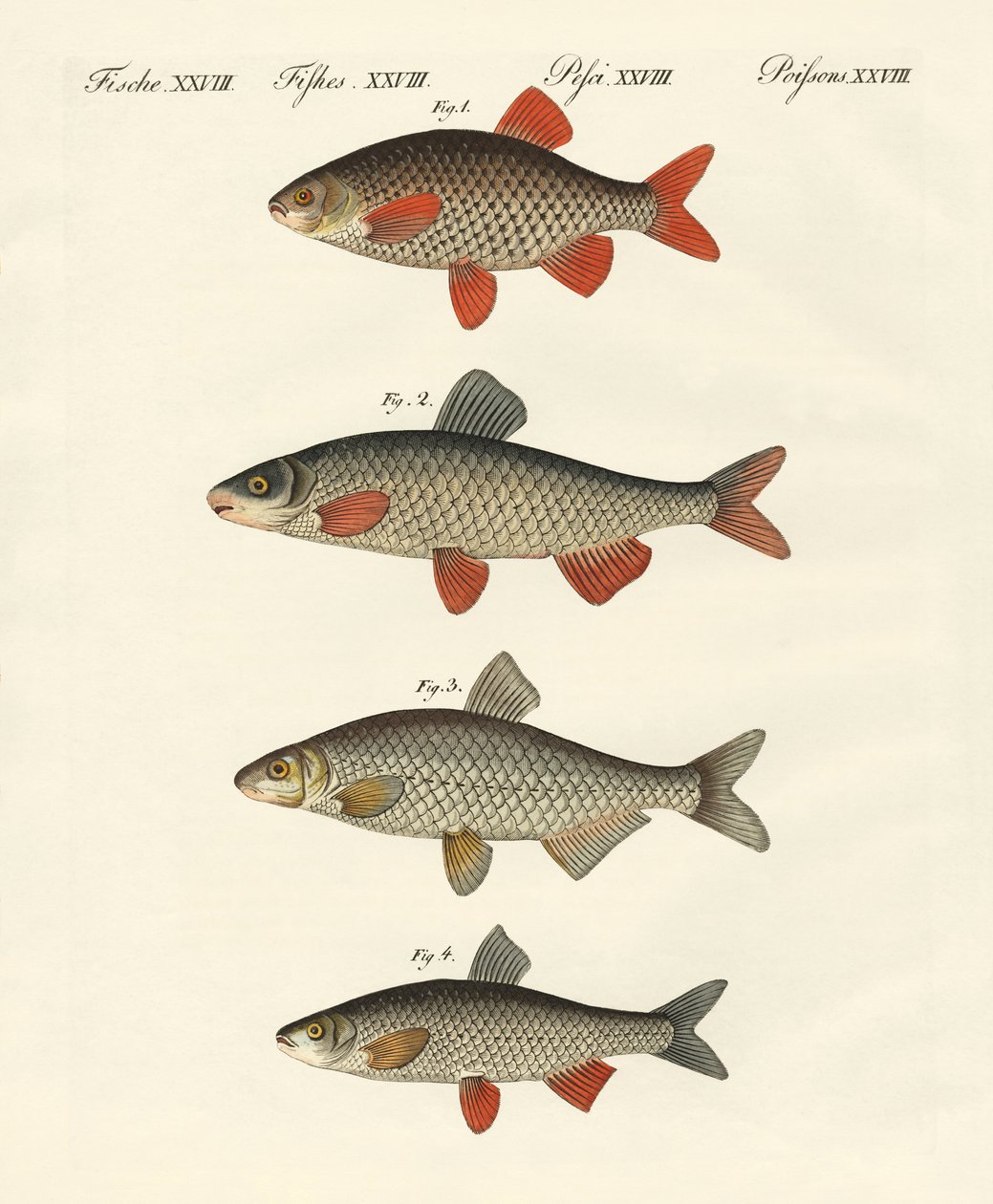 German river fish by German School
