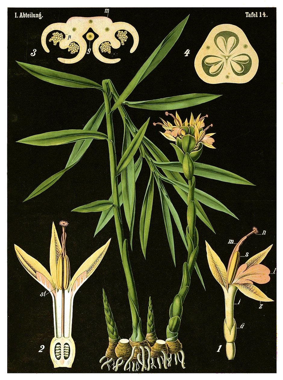Ginger (Zingiber officinale Roscoe) by German School
