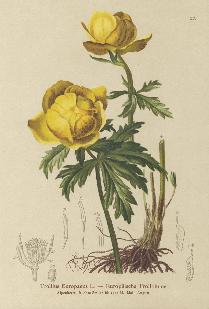 Globe-flower (Trollius Europaeus)  by German School