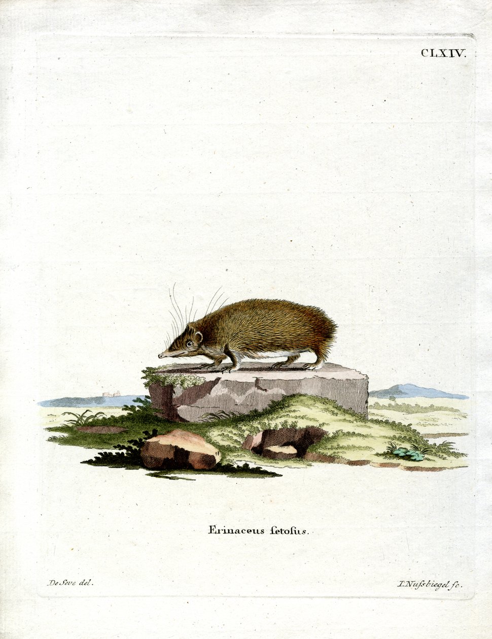 Greater Hedgehog Tenrec by German School