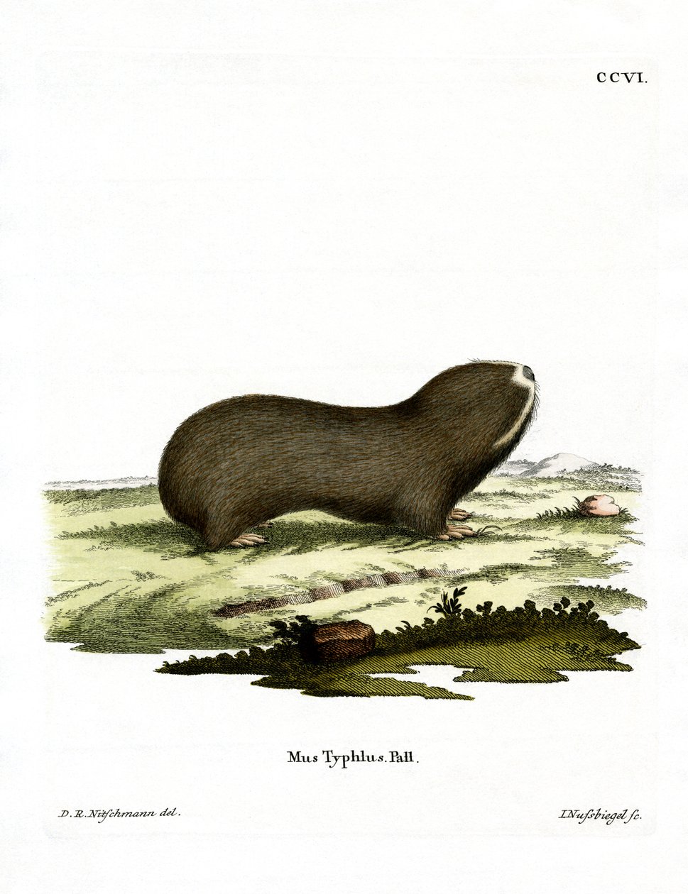 Greater Mole Rat by German School