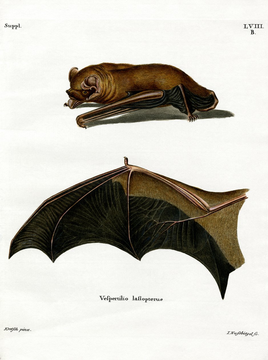 Greater Noctule Bat by German School