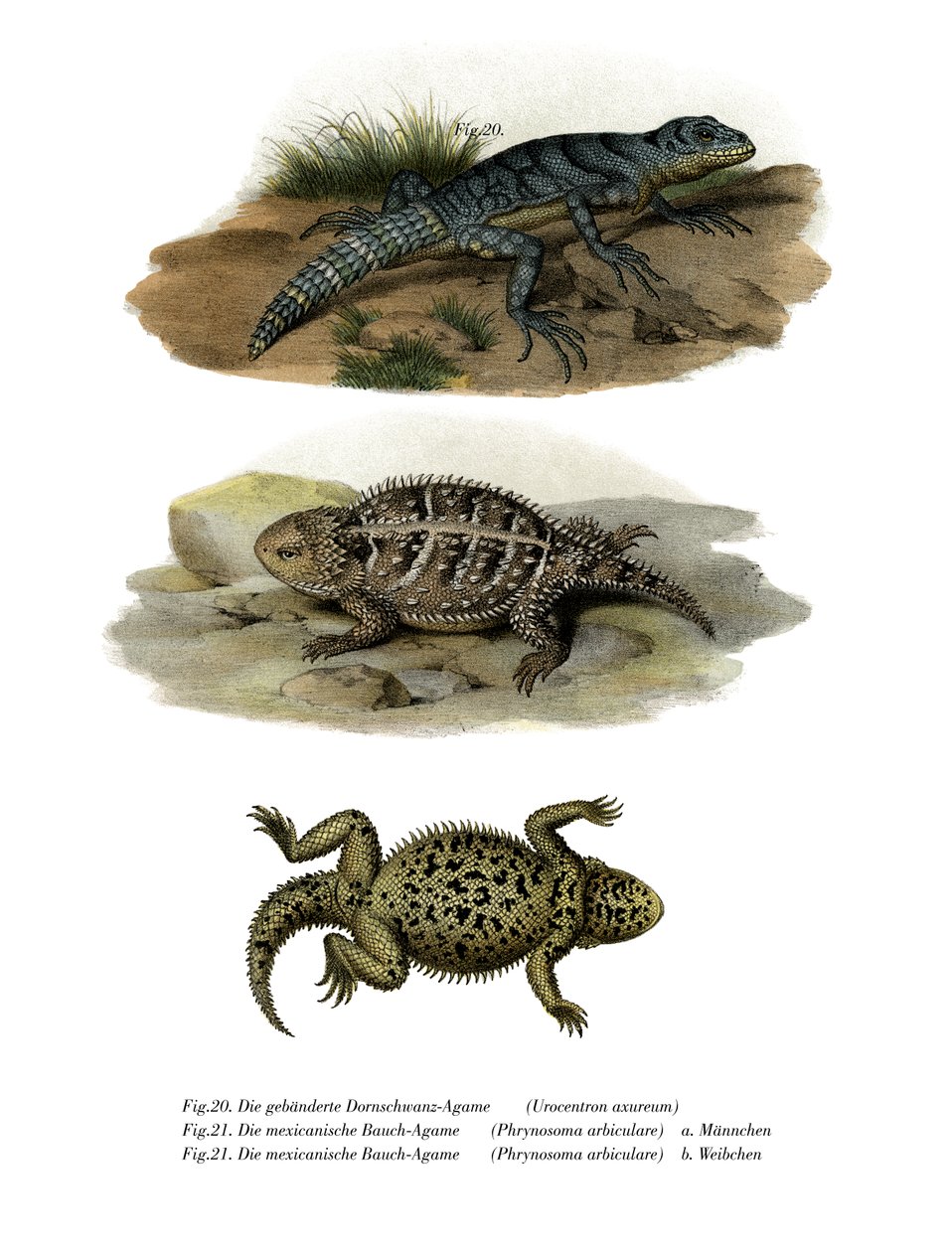 Green Thornytail Iguana by German School