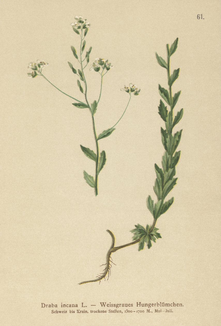 Grey Whitlow-grass by German School