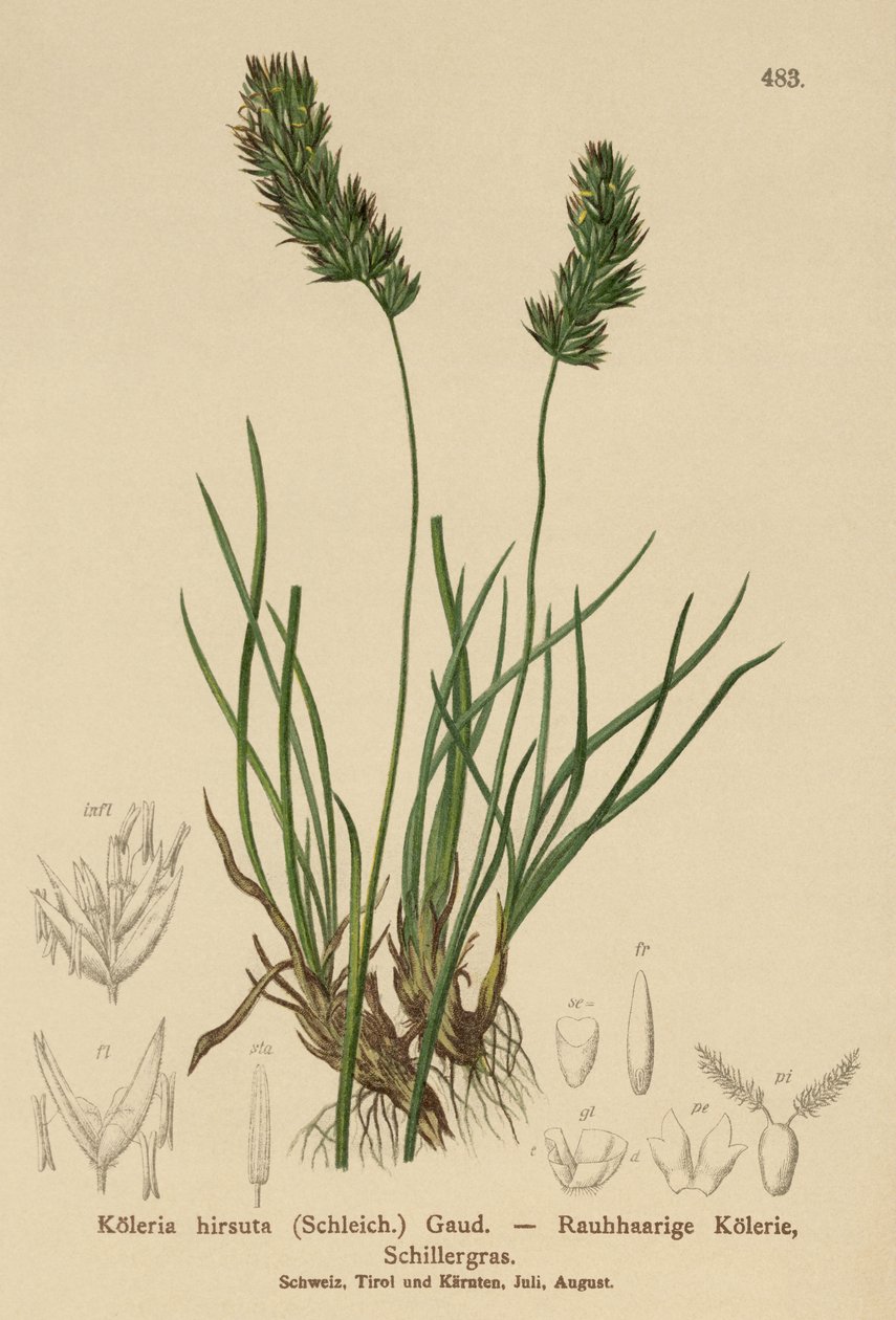 Hair-Grass by German School