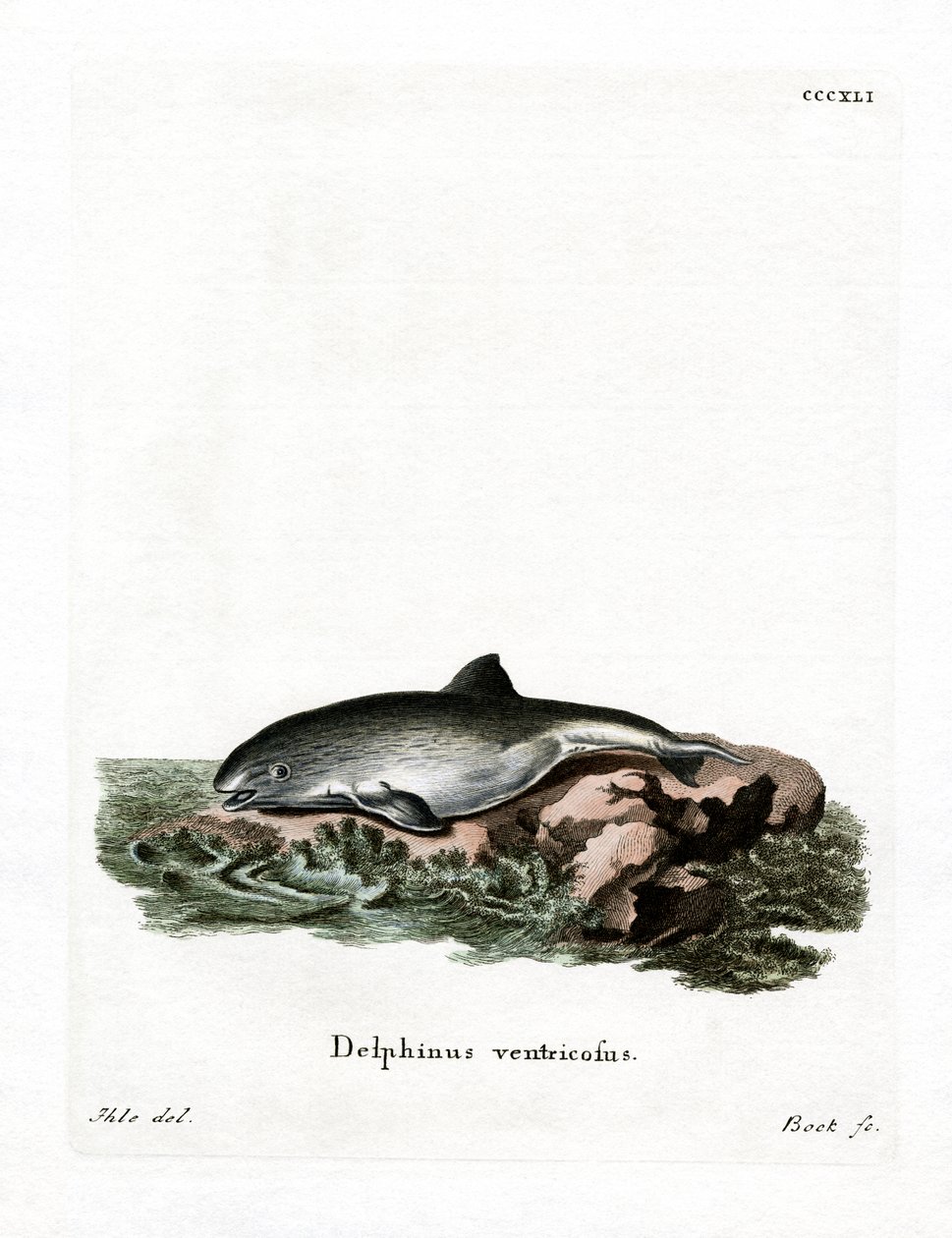 Harbor Porpoise by German School