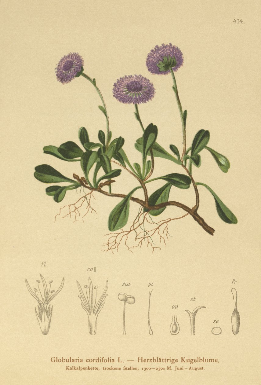 Heart-leaved Globe Daisy by German School