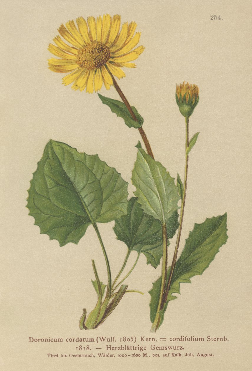 Heart-leaved Leopards Bane (Doronicum cordatum, Doronicum cordifolium, Aronicum cordatum)  by German School