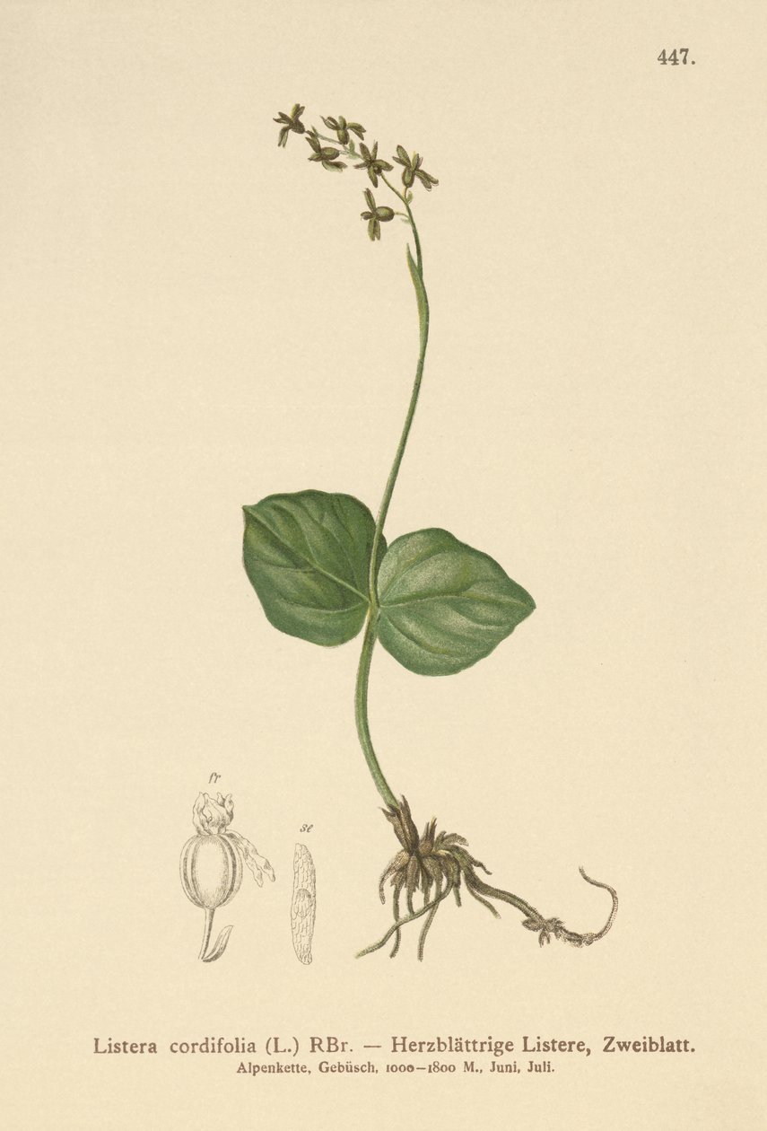 Heart-leaved Twayblade by German School
