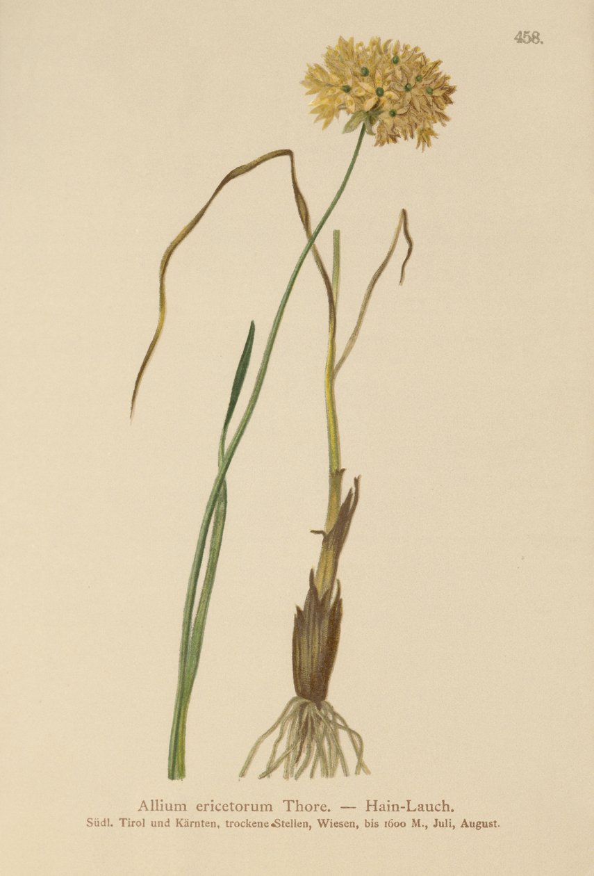 Heath Garlic by German School