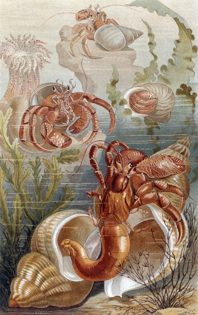Hermit Crabs, plate from Brehms Tierleben by German School