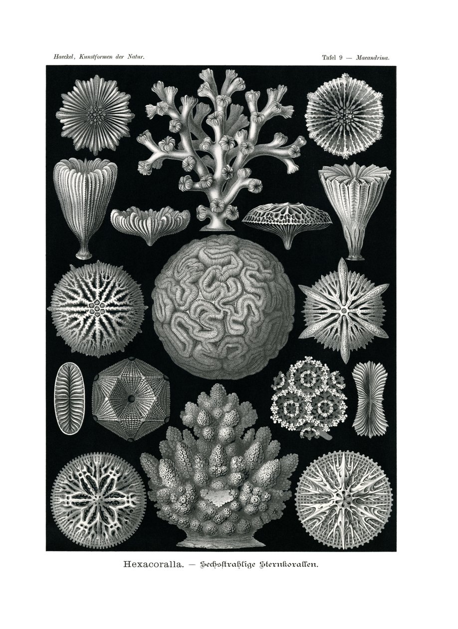 Hexacoralla, 1899-1904 by German School