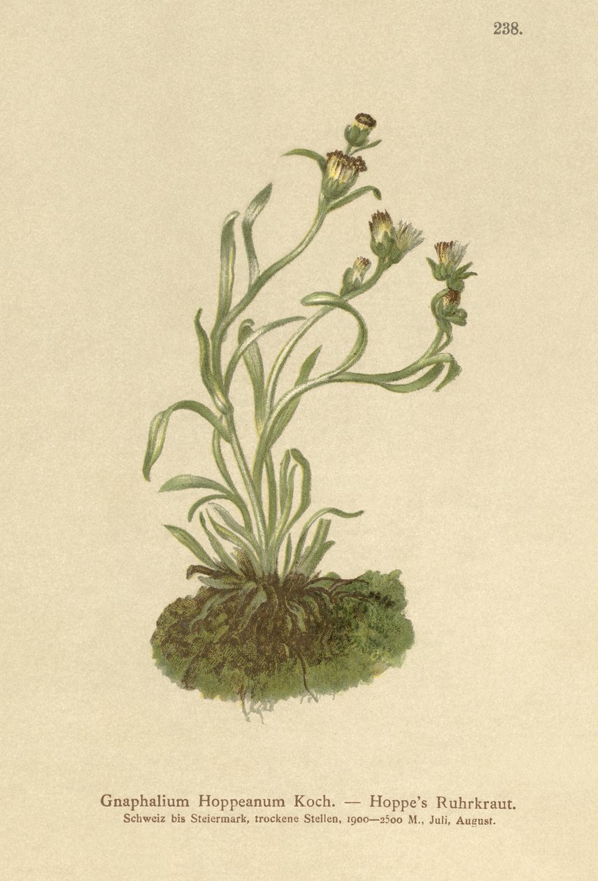 Hoppes Cudweed by German School