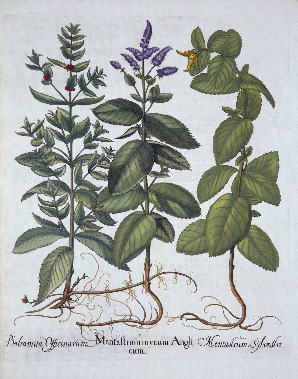 Horsemint and Spearmint, from Hortus Eystettensis by German School