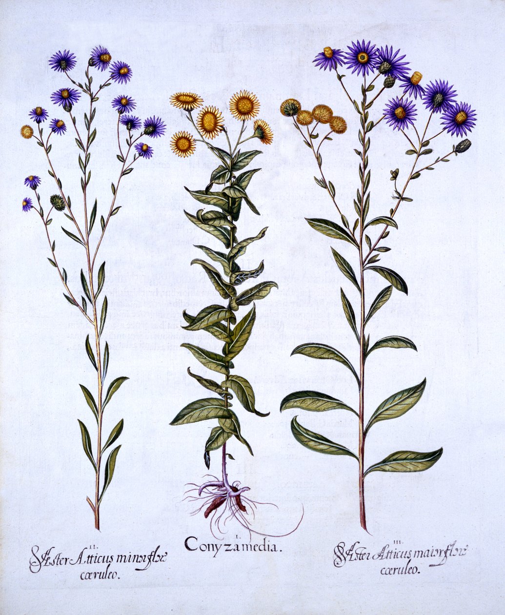 Horseweed, Butterweed, Fleabane and European Michaelmas Daisies, from Hortus Eystettensis by German School