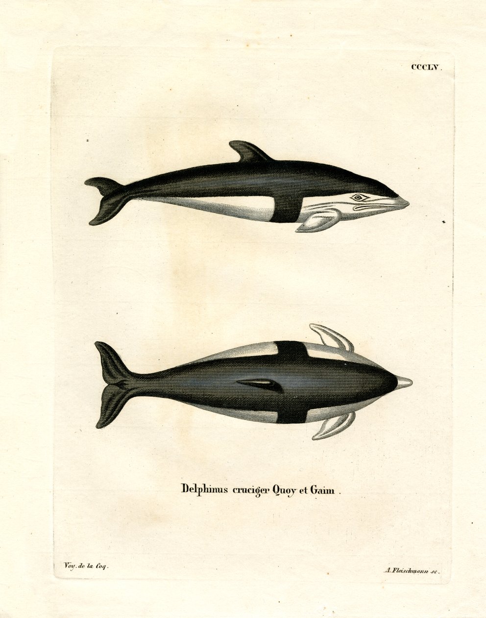 Hourglass Dolphin by German School