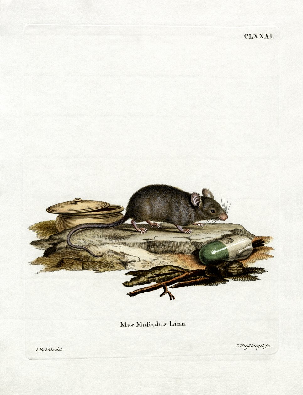 House Mouse by German School: Premium art reproduction
