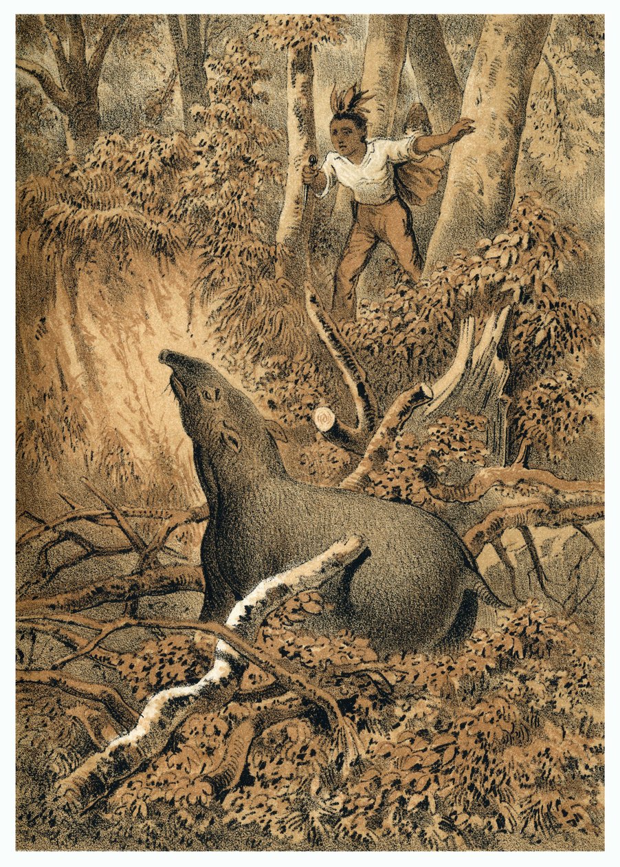 Illustration, Indian Hunting Tapir in Amazon Forest. In De Bootslieden der Amazon-River, Karl Muller, Netherlands by German School
