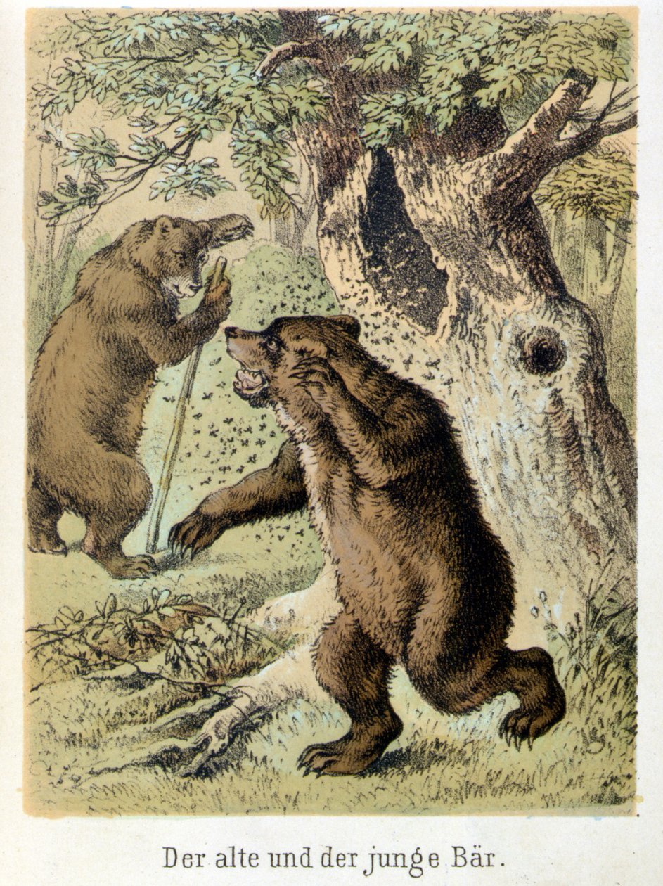 Illustration of Franz Hoffmann