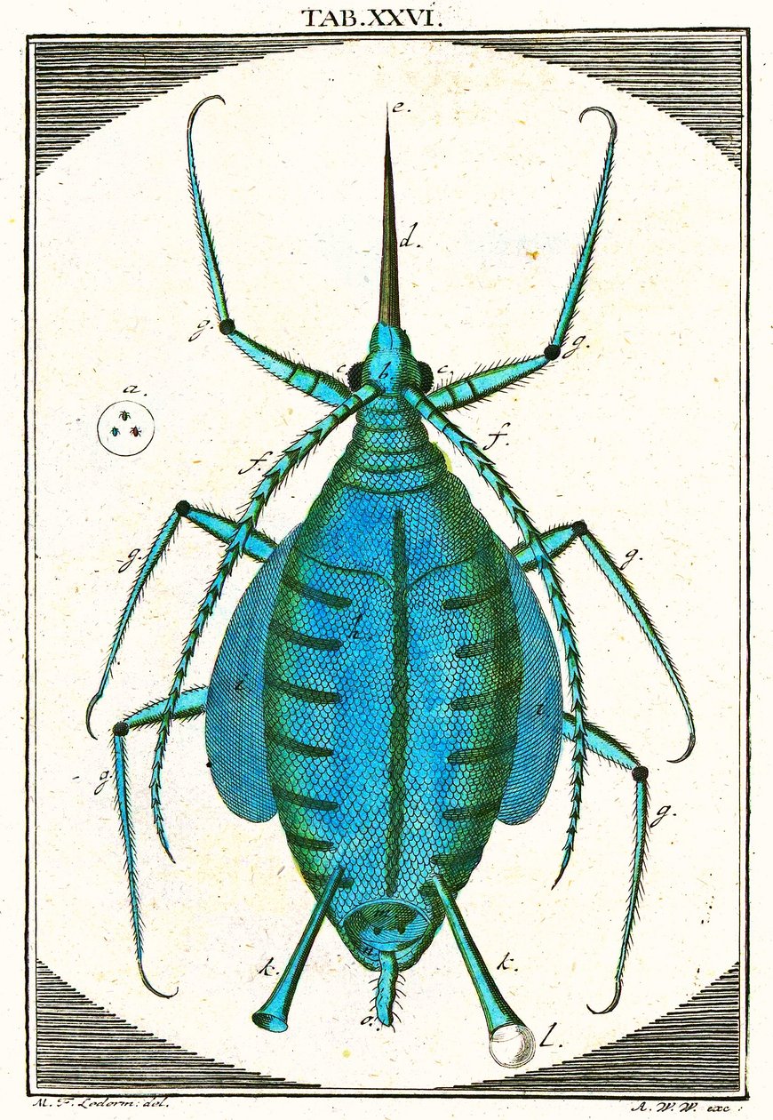 Illustration of an Aphid, Musement Microscopique, 1764 by German School