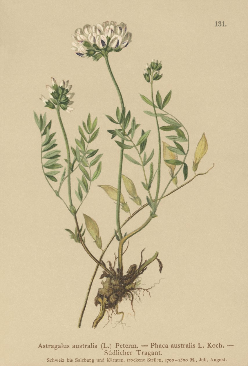 Indian Milkvetch by German School