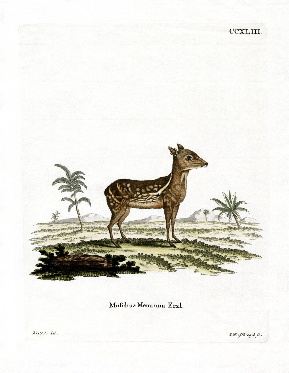 Indian Spotted Chevrotain by German School