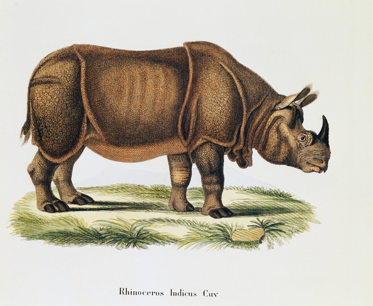 Indian Rhinoceroses (Rhinoceros indicus) by German School