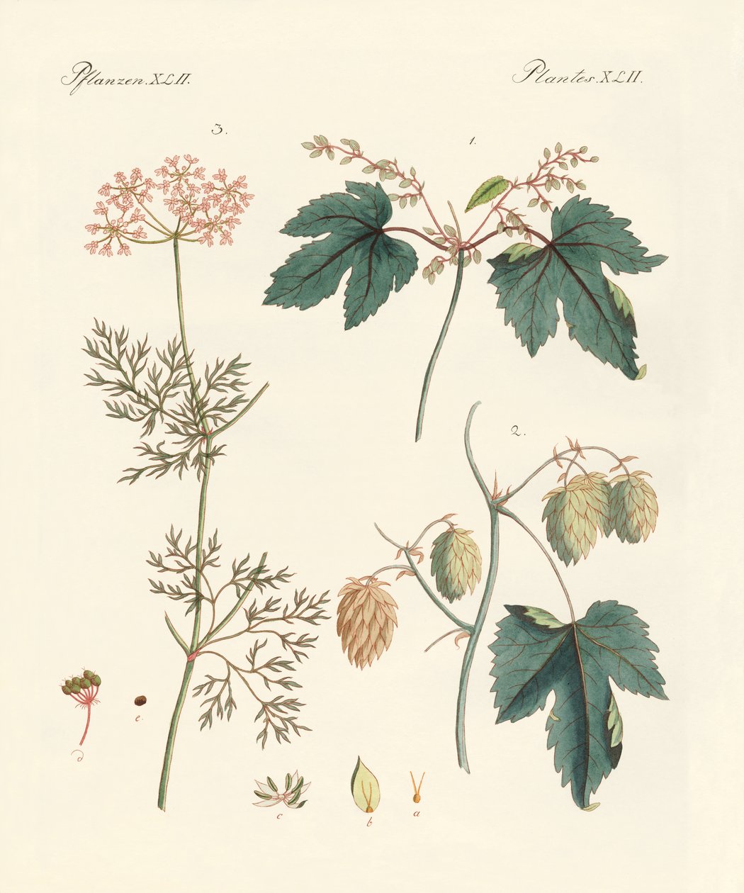 Indigenous Spice Plants by German School