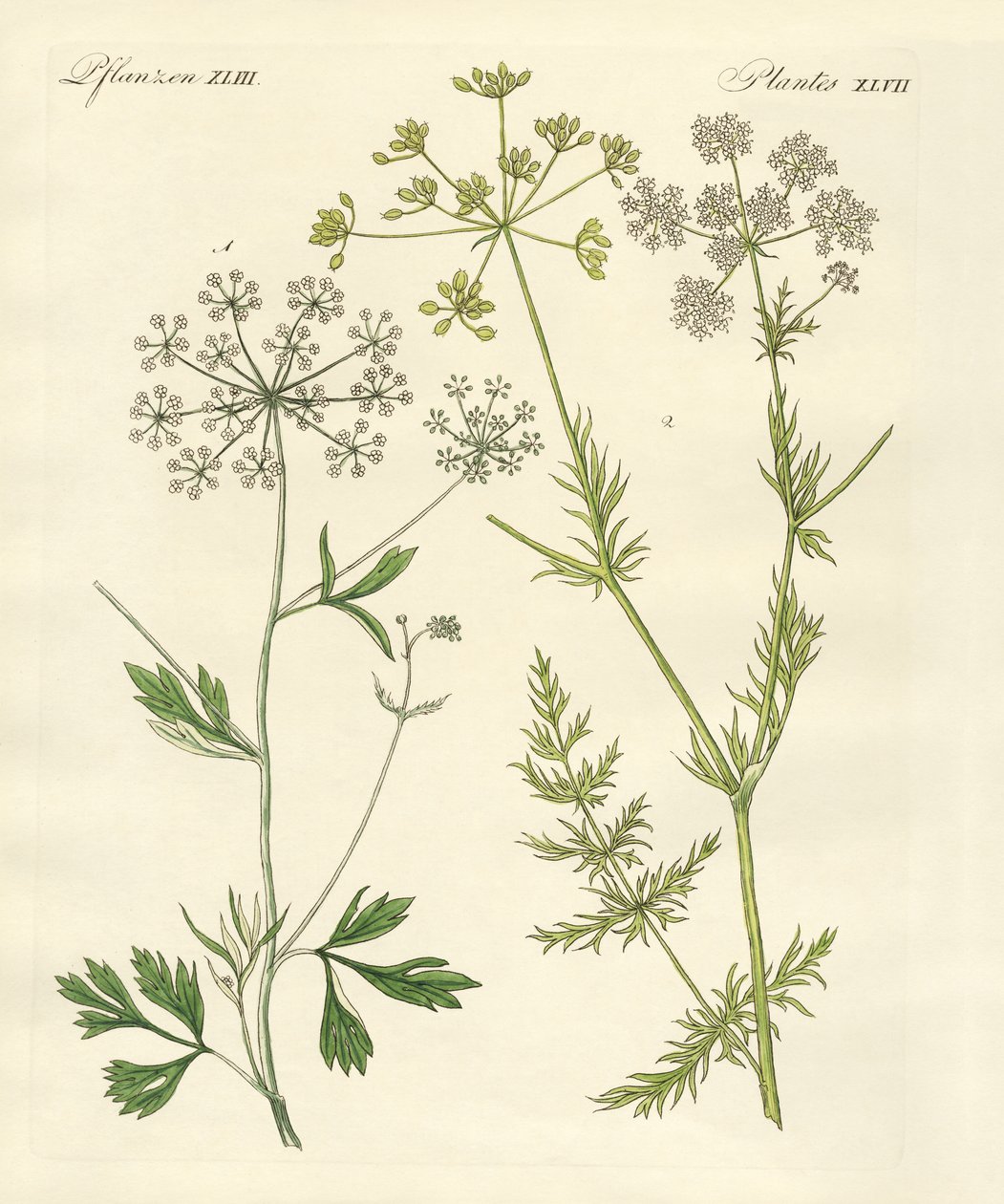 Indigenous Spice Plants by German School
