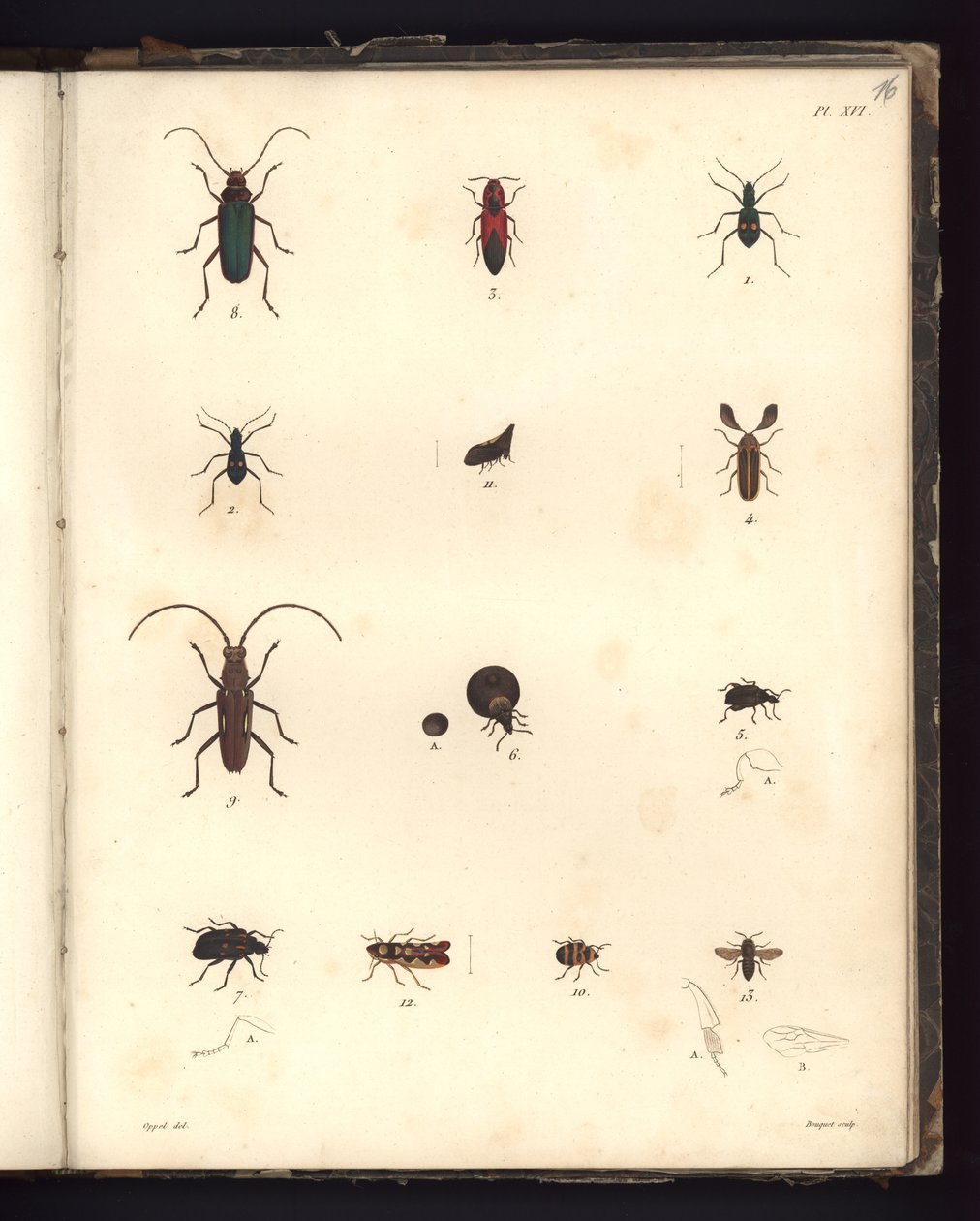 Insecta, Pl. XVI, Illustration from Recueil d