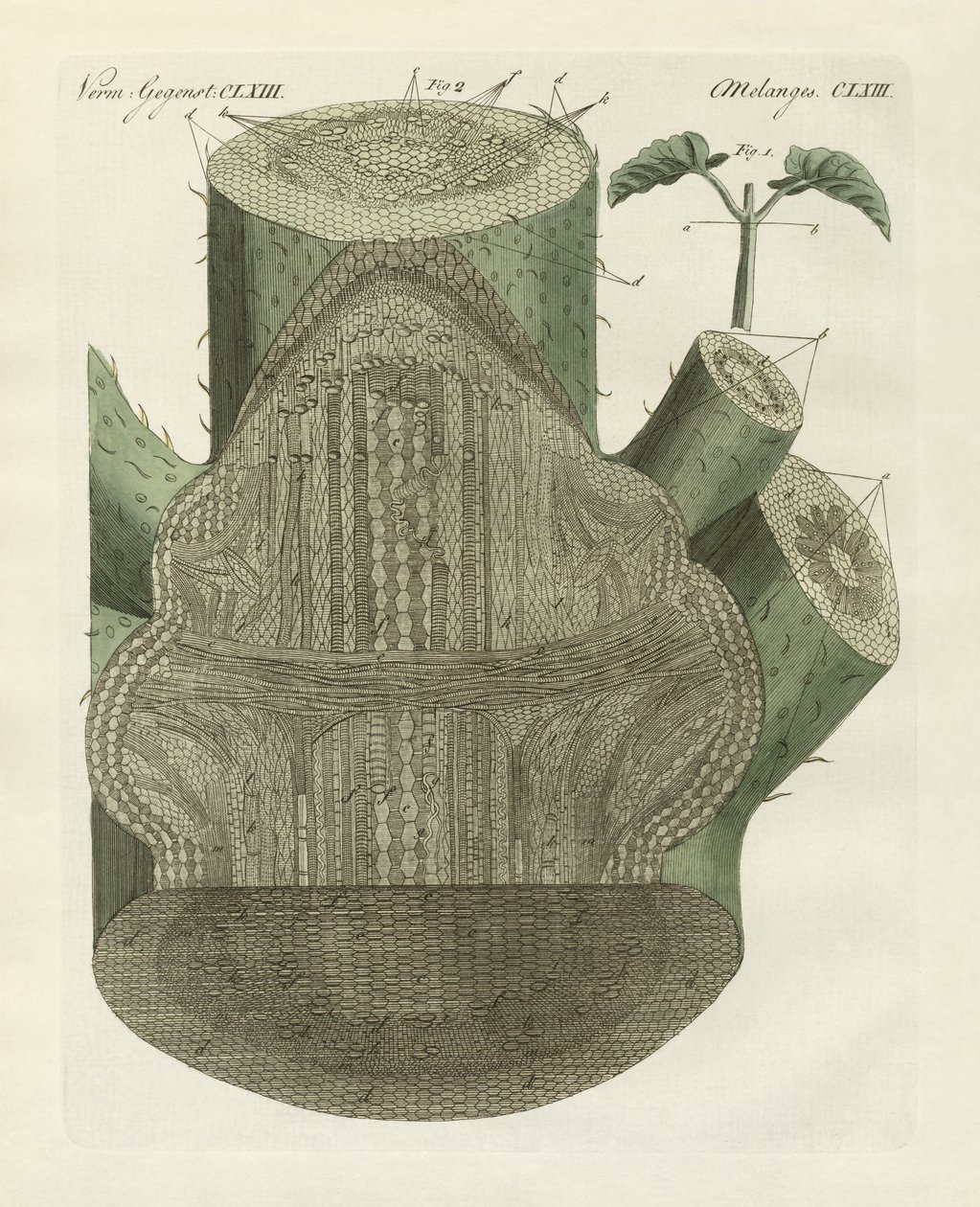 Internal Hole of the Common Bean Plant by German School