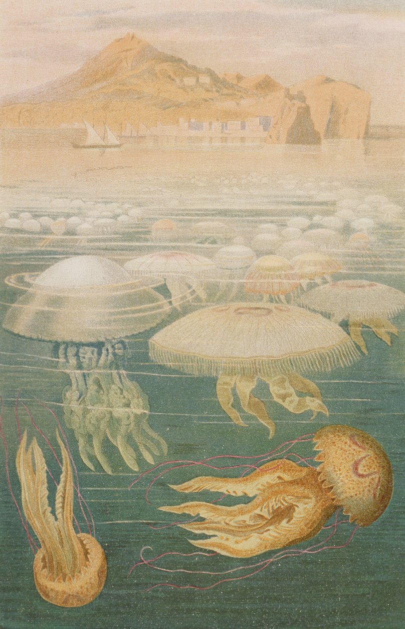 Jellyfish, plate from Brehms Tierleben by German School