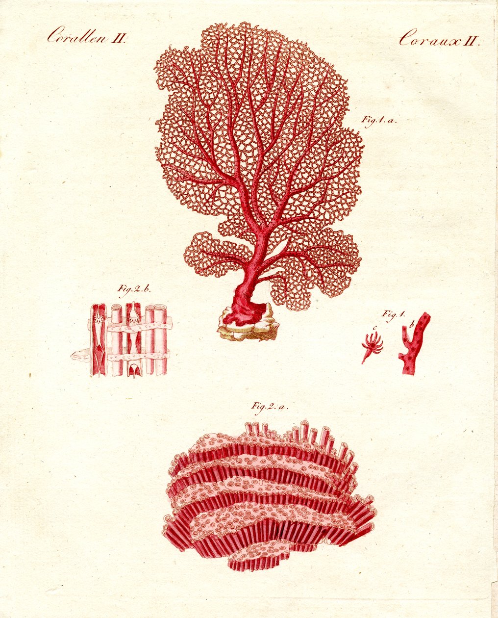 Kinds of Corals by German School