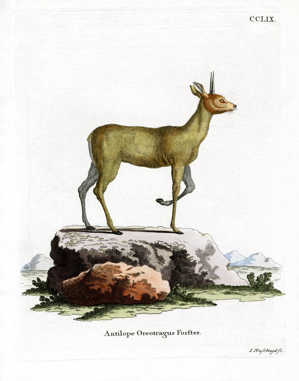 Klipspringer by German School