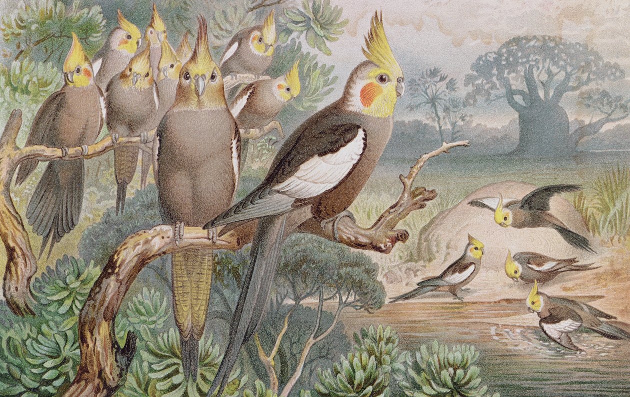 Cockatiel, plate from Brehms Tierleben by German School