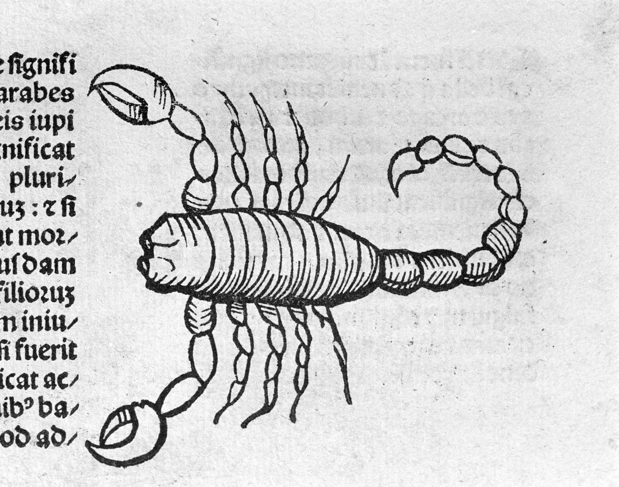 Le Scorpio - in Treatise by Johannes Angeli De Magnisconnectionibue annorum revolutionibus ac eorum pefectionibus. Augsburg, Erhard Ratdolt by German School