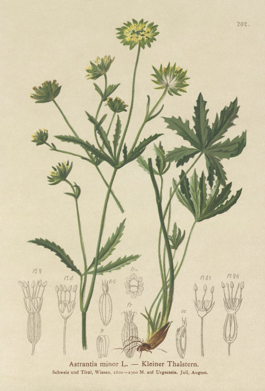 Lesser Masterwort by German School